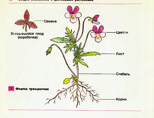 6. Органы цветковых растений 6. Органы цветковых растений